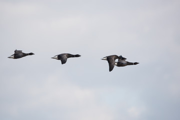Brent Goose, Branta bernicla