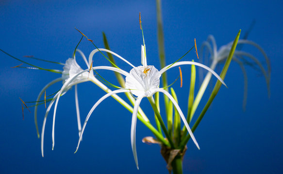 Fototapeta White lily with small spider on dark blue background