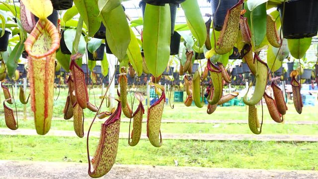 nepenthes, tropical pitcher plants, monkey cups in the nursery 