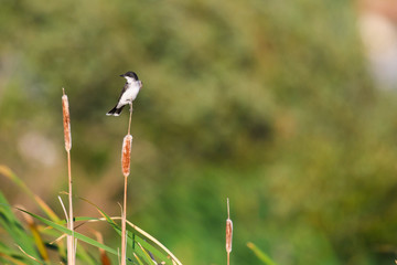 Eastern Kingbird (Tyrannus tyrannus)