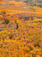 Obrazy na Szkle  Aerial scenic autumn view of a colorful forest