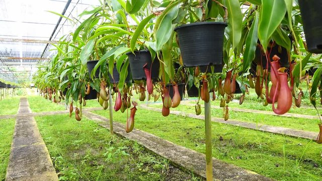 nepenthes, tropical pitcher plants, monkey cups in the nursery 