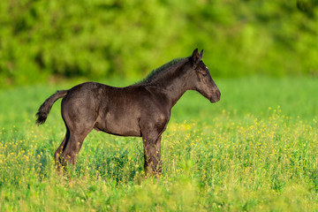 Beautiful black foal on spring meadow