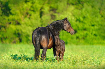 Mare with foal on spring pasture