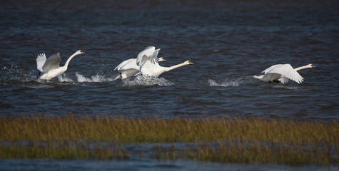 Obraz premium Mute Swan, cygnus olor