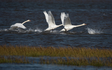 Mute Swan, cygnus olor