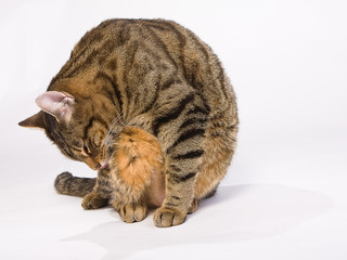 Striped cat licking and washing. Front view in studio on white background