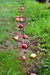 Fallen apples in an orchard