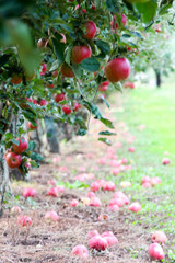 Apple Orchard ready for harvest