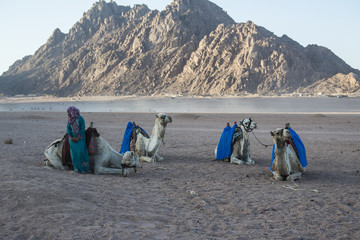 Верблюды с бедуинами отдыхают в пустыне