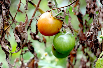 RIpe garden tomatoes ready for picking
