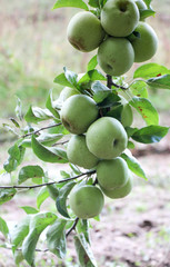 Apple Orchard ready for harvest
