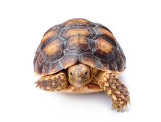Obraz premium turtle on white background