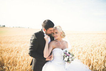 Elegant stylish happy blonde bride and gorgeous groom posing in wheat field on the background blue sky
