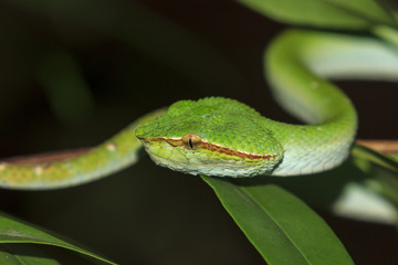 Temple Viper Snake (Wagner's Pit Viper). Green snake in tree