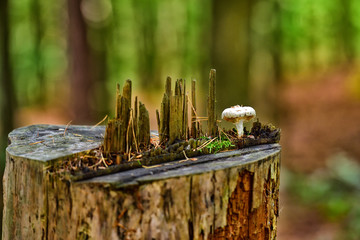 Mushroom On Tree Stump
