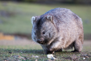 Wombat walking over grassland in natural environment. Front view with eyes and claws visible with...
