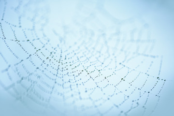 Dew Drops in Spider Web