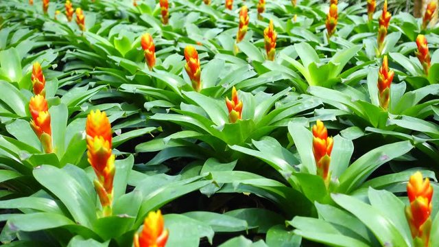 A variety of bromeliad in the nursery, Thailand  