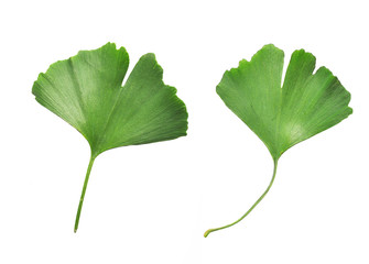 Ginkgo Biloba