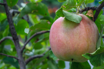 Apples growing on tree