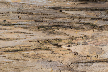 Bark of tree