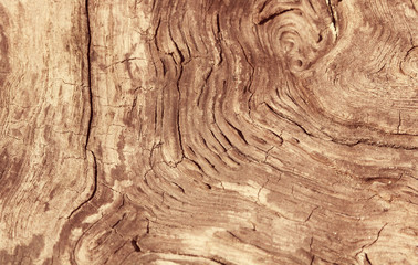 текстура дерева фон © Anna81