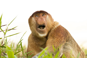 Naklejka premium Proboscis Monkey