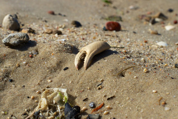 Strandstillleben
