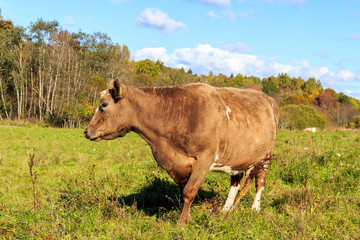 Cow graze in the meadow