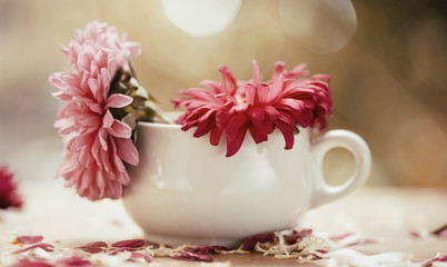 Fototapeta na wymiar Red aster flowers in a vase