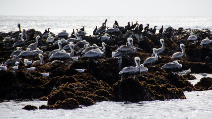 Fototapeta premium Flock of pelicans resting on rocky outcrop