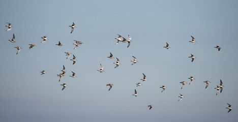 Grey Plover, Pluvialis squatarola