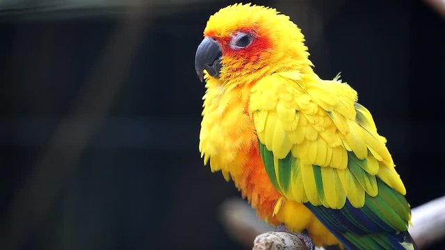 Close Up Cute Sun Conure Parrot Bird