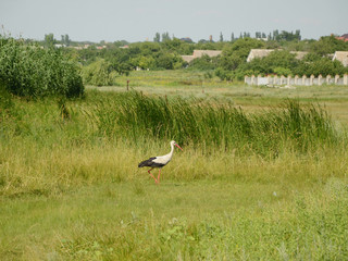 Fototapeta premium White stork (Ciconia ciconia) walking and hunting in grass near the river