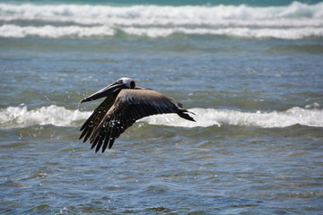 Fototapeta na wymiar pelican flying over the ocean