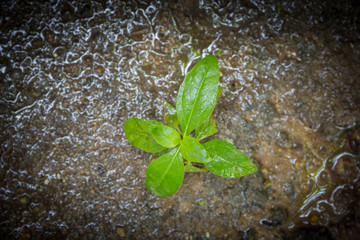 Top view of young plant after rain on the ground