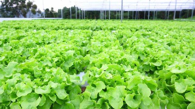 Hydroponic vegetables growing in greenhouse, Thailand ,  green aok,   