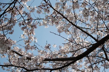 桜を見上げる