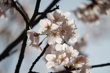 Stickers pour porte Fleur de cerisier 桜の花