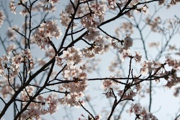 桜の花