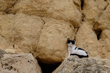 Fototapeta premium Kitten on rocks wide
