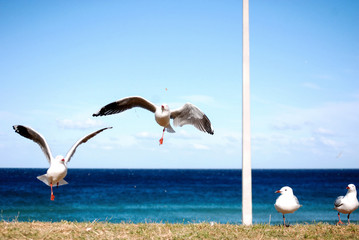 Seagulls hovering in the air near beach