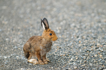 Snowshoe Hare