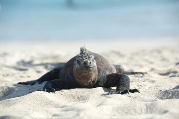 ウミイグアナ