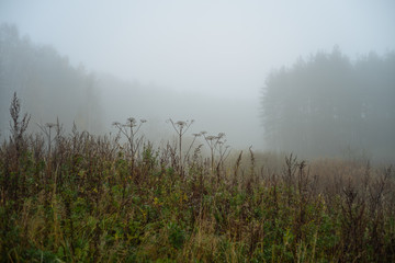 Утро в осеннем туманном лесу