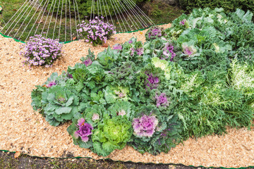 Flowerbed with decorative cabbage and the chrysanthemum