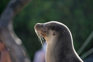 ガラパゴスアザラシ © treetstreet