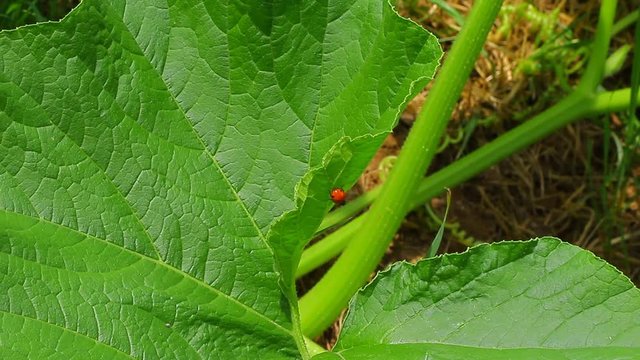 Ladybug on the green zucchini leafs in the garden