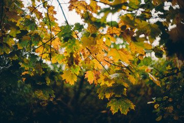 Жёлтые листья клёна в лучах утреннего солнца в осеннем туманном лесу